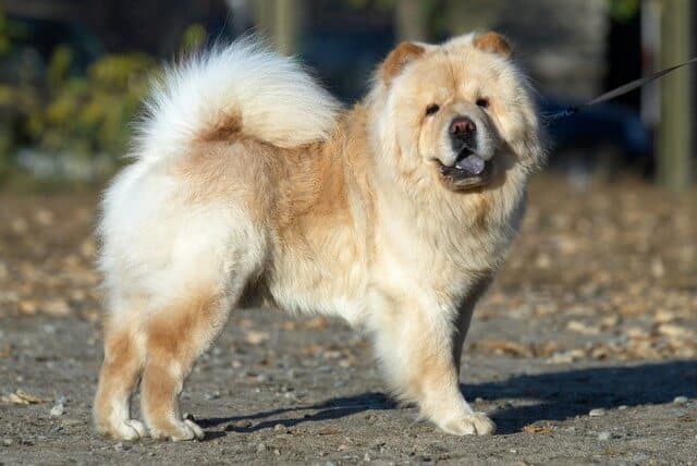 perro chow chow