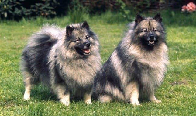 dos perros peludos de la raza keeshond