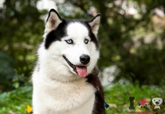 hembra de husky con los ojos azules