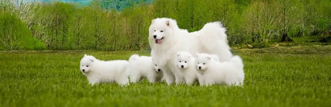 hembra samoyedo con 5 cachorros blancos