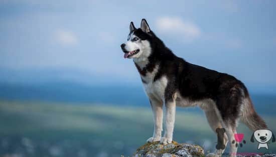 husky siberiano adulto sobre una piedra