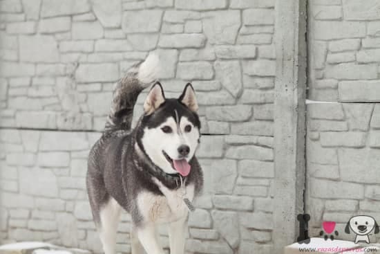 husky joven con 10 meses de edad
