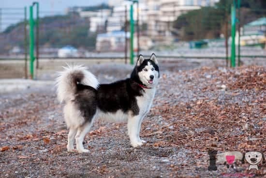 husky siberiano