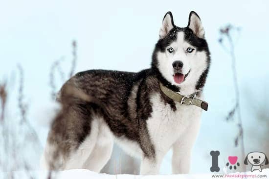 husky siberiano en la nieve