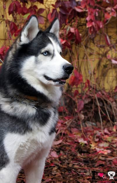 husky siberiano