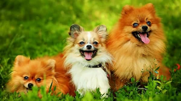 lulú de pomerania perro peludo