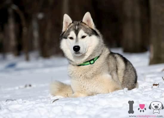 macho husky tumbado en la nieve