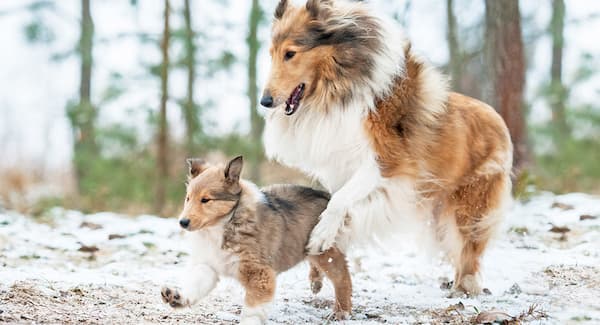 rough collie
