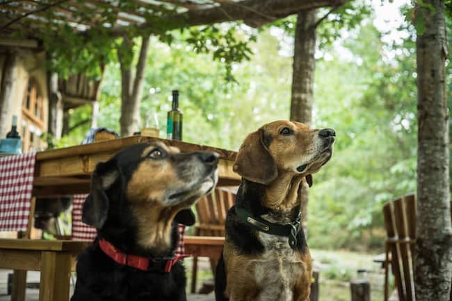 nombres élficos para perros