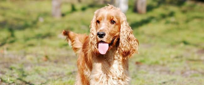 perrita orejona cocker spaniel