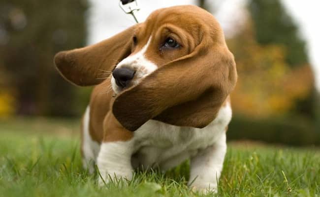 perro orejón en el parque