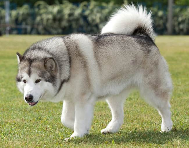 alaskan malamute perro lobo bonito