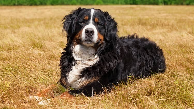 boyero de berna una raza muy bonita