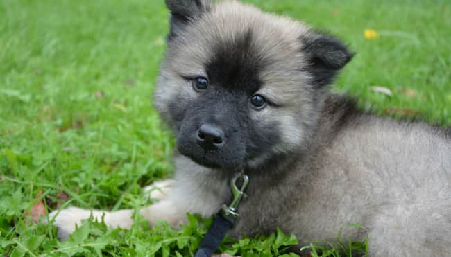 cachorro bonito con 3 meses de nombre Lucas