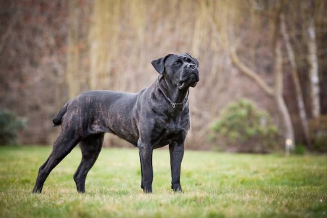 cane corso macho