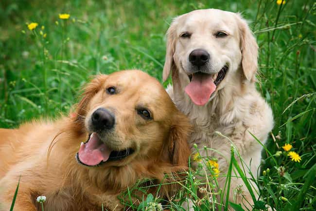 dos sonrientes perros golden retriever