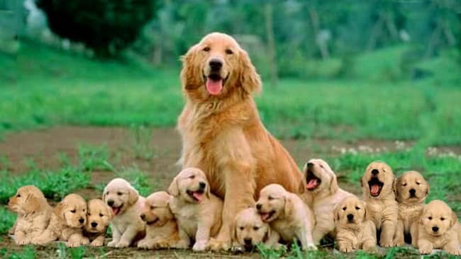 hembra de golden retriever con sus cachorros