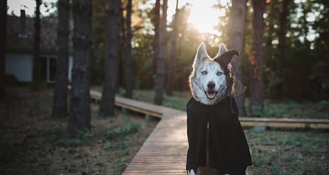 husky siberiano vestido de halloween