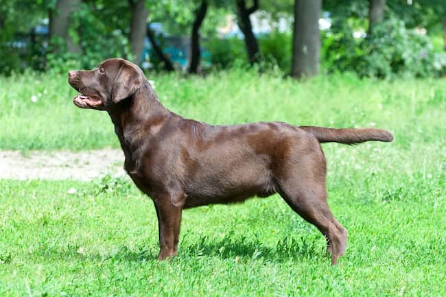 labrador retriever color chocolate