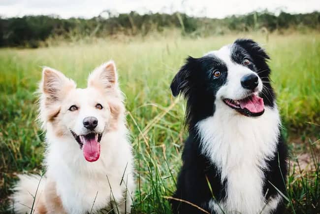 nombres divertidos para tu perro