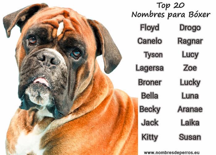 boxer puppy names boxer puppy names