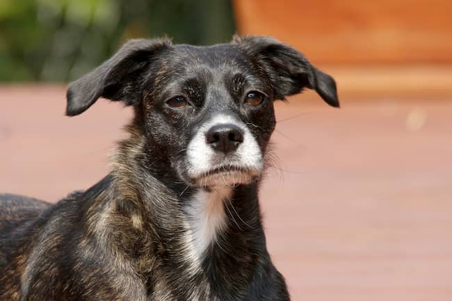 perro mestizo negro y blanco