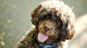 nombres canadienses para perros