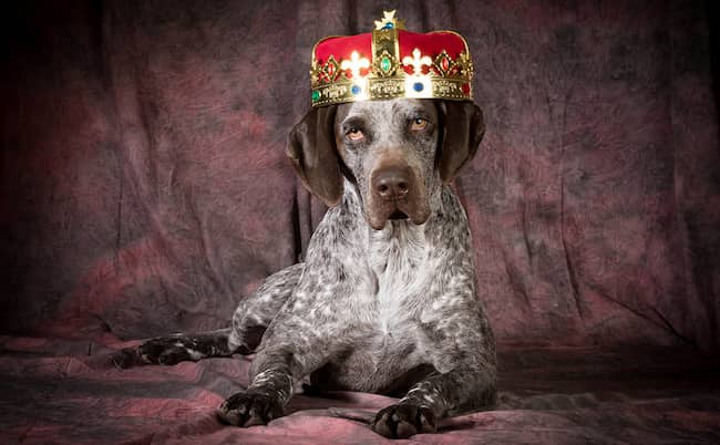 nombres de reyes para perros