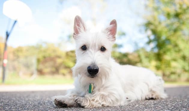 nombres escoceses para perros