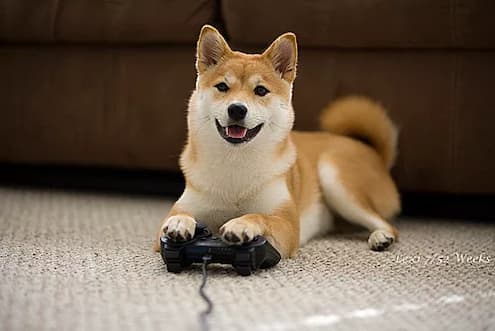 perro akita gamer