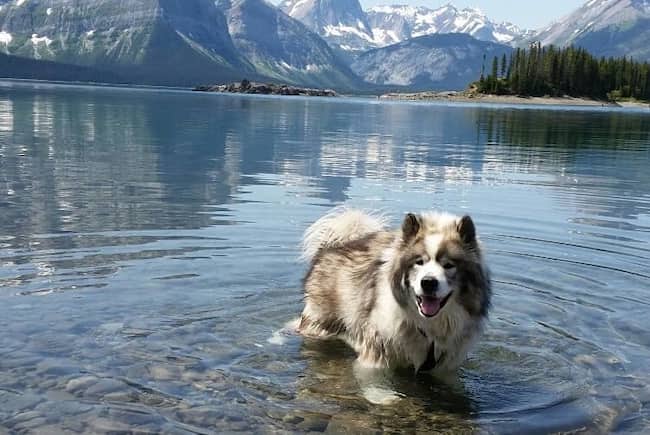 perro macho en las montañas de canadá