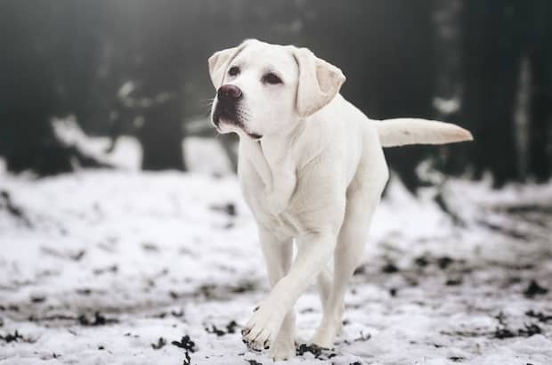 raza de perro canadiense labrador blanco