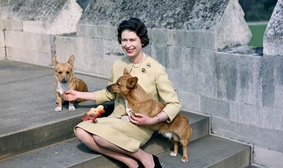 reina de inglaterra con sus perros