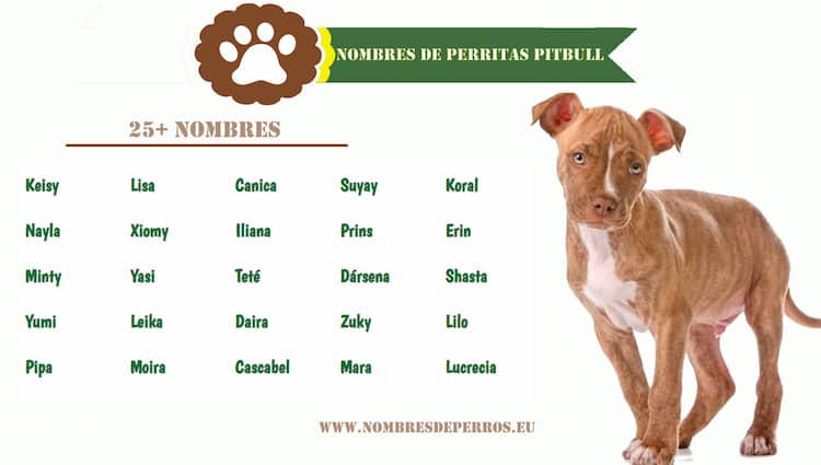 para perros Pitbull | Para Machos Hembras