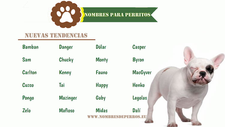 1000+ Nombres Perros Machos | Actualizado 2022
