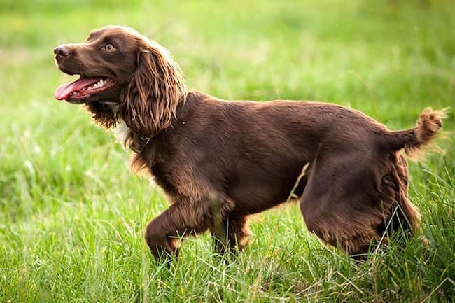 nombres perros cazadores color marrón