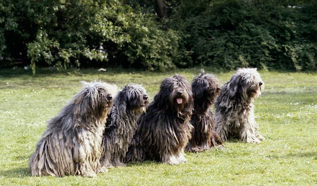 5 perros italianos bergamasco