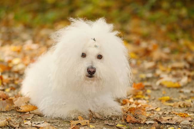 bichon boloñes blanco italiano