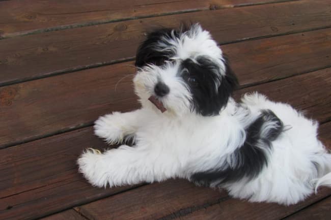 habanero pequeño blanco y negro