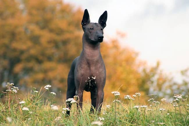 1 Xoloitzcuintli perro raro color oscuro