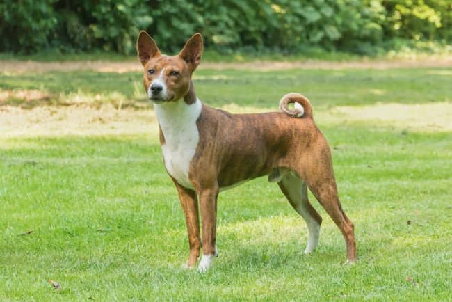 10 Telomian atigrado