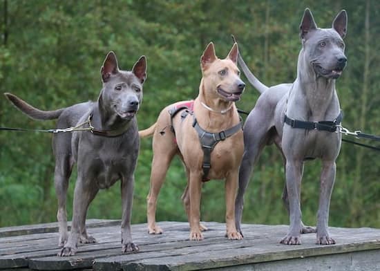 4 Ridgeback tailandés