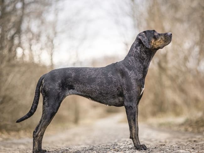 6 Catahoula leopardo negro y gris