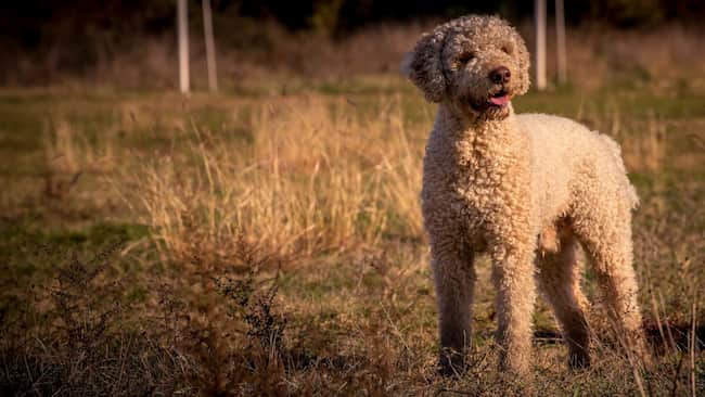 9 Lagoto Romagnolo pelo rizado
