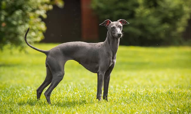 dogo italiano gris oscuro
