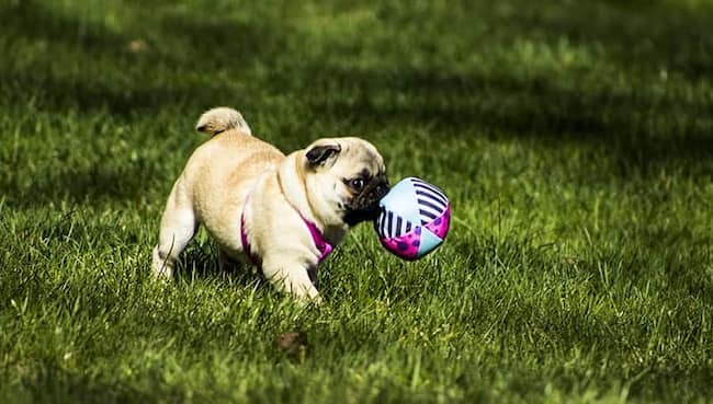 nombres cortos para perros 