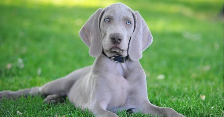 perro gris claro con ojos azules tumbado