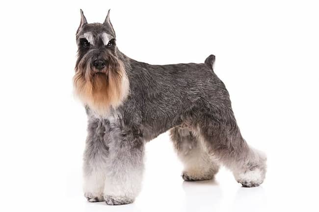 schnauzer miniatura