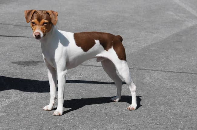 terrier brasileño sin cola