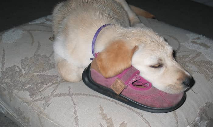 perro acostado con una zapatilla